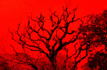 red tree silhouette