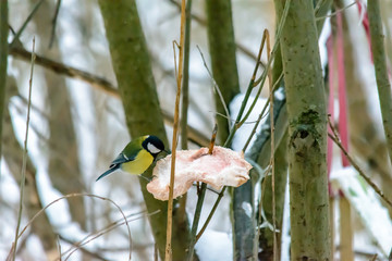 Forest birds live near the feeders in winter