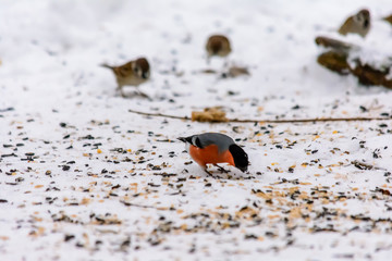 Forest birds live near the feeders in winter