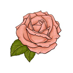 rose flower