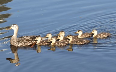 Mama Mallard and her new brood