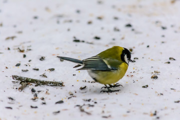 Forest birds live near the feeders in winter