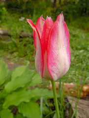 soft pink tulip after rain against the background of a spring garden close-up