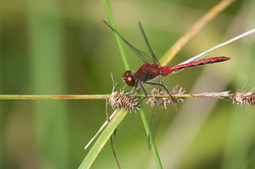 Ruby Meadowhawk