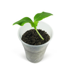 Cucumber seedling with first real leaf in plastic glass with soil isolated on white background. Vegetables growing, kitchen garden.    
