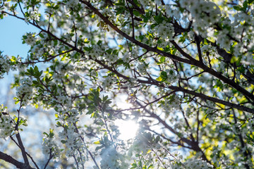 Blooming tree on the background of nature. Spring flowers. Spring Background. White small flowers on the tree. Blue sky.