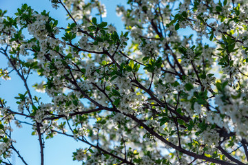 Blooming tree on the background of nature. Spring flowers. Spring Background. White small flowers on the tree. Blue sky.