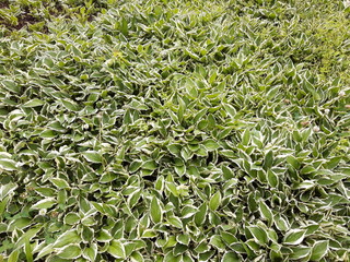 bush green leaves texture 2