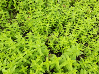 bush green leaves texture 3