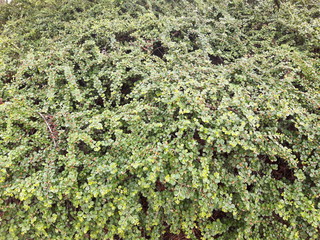 Cotoneaster wilsonii fruit texture 2