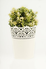 fresh rosemary in a pot