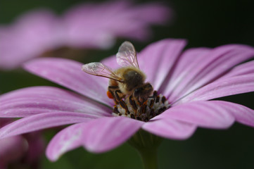 bee on pink daisy