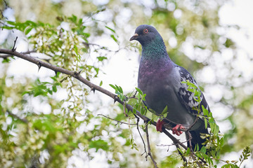 Pigeon sitting on a branch ,Black locust tree