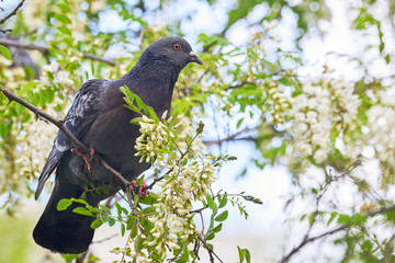 Pigeon sitting on a branch ,Black locust tree