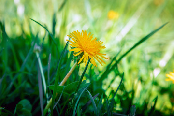 Close-up of blooming yellow dandelion flowers in the garden in spring. Detail of bright common dandelions on a meadow in spring. Yellow on green.