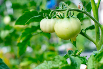 Green tomatoes in early spring on the gardener bed in his garden. Green tomatoes. Agriculture concept.