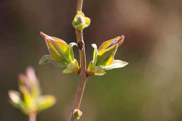Close-up of lilac (syringa) buds