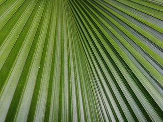 Full frame of green palm leaf 