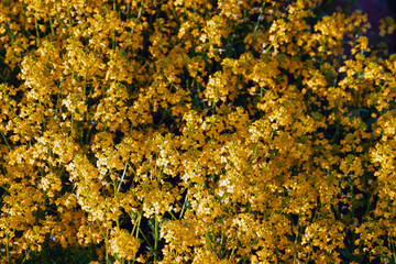 Yellow wildflowers. Spring flowers on the field. Lots of little flowers.