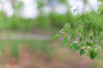 Forest green tree background