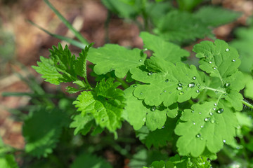 Fresh green grass leaves with dew drops