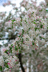 Blooming White Cherry Blossom Flowers Background during Spring