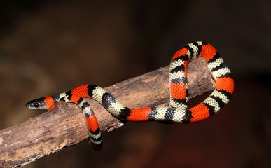 falsa coral