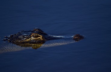 Young alligator 