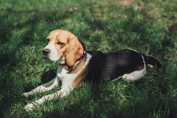 beagle dog lying on grass