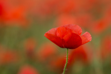 Obraz premium red poppy flower