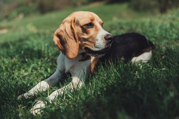 beagle dog sitting on grass