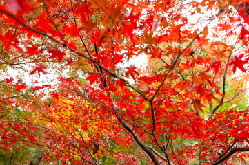 紅葉