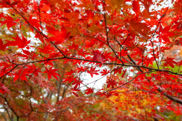 紅葉