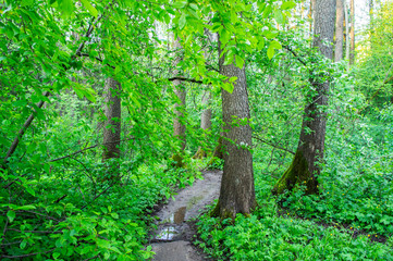 SOGreen forest with bright foliage in summer