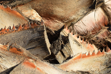 abstract background. Close-up of palm bark.