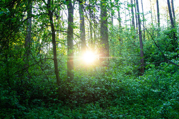 Fototapeta na wymiar The bright sun shines through the green foliage in the forest