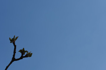 branch against the sky. appearing leaves of apple trees on a background of pure blue. Minimalism. 