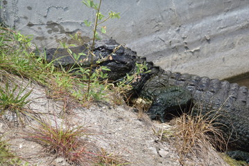 8 foot alligator on the canal bank