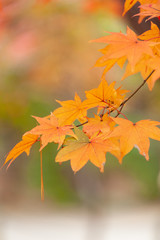 紅葉