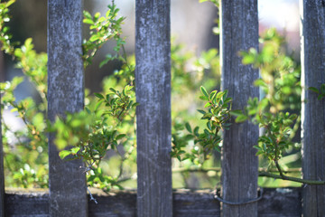 old wooden fence. branches of a plant grow through wooden boards. Spring. beautiful background. selective focus