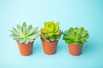 Succulent plant background. Home plants cactus on a blue background. Lifestyle and flatlay concept, copy space