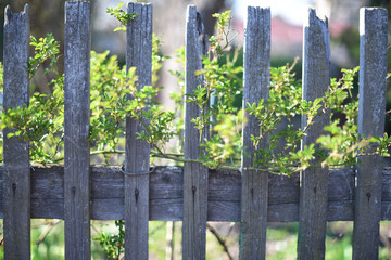 old wooden fence. branches of a plant grow through wooden boards. Spring. beautiful background. selective focus