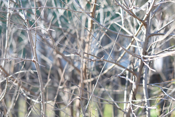 pattern of branches without leaves. selective focus. Abstract background.