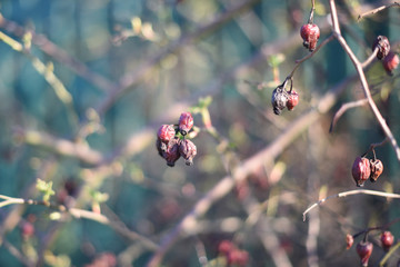 dry rose hips on branches in early spring. background