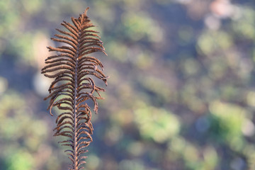 dry fern branch on an abstract (blur) background. Copy space