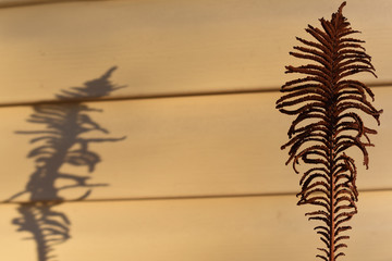 shadow of a sheet of dry fern on a yellow wall. background