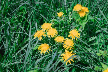 Close-up of blooming yellow dandelion flowers in the garden in spring. Detail of bright common...