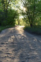 dirt road through the forest. sunset. textured road.