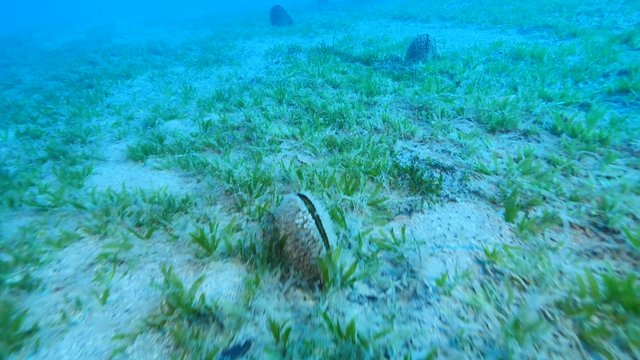 pinna nobilis, big muscles underwater in the sand ocean scenery big shells mediterranean sea