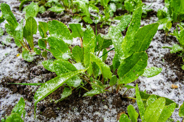 Green plants leaves under snow up closeup